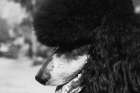 Parti poodle Art Print